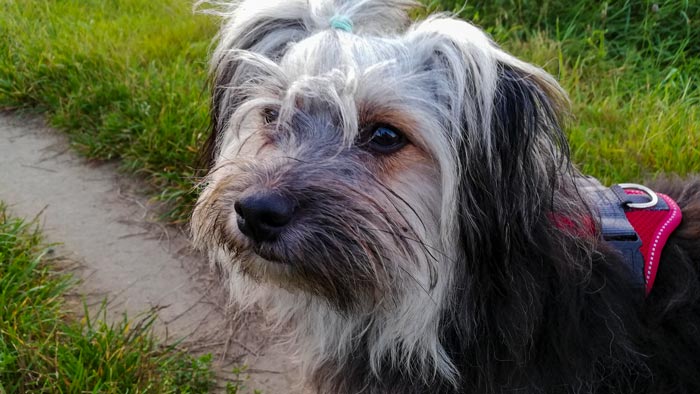 Aussetzung der Hundesteuer für adoptierte Vierbeiner aus dem Tierheim